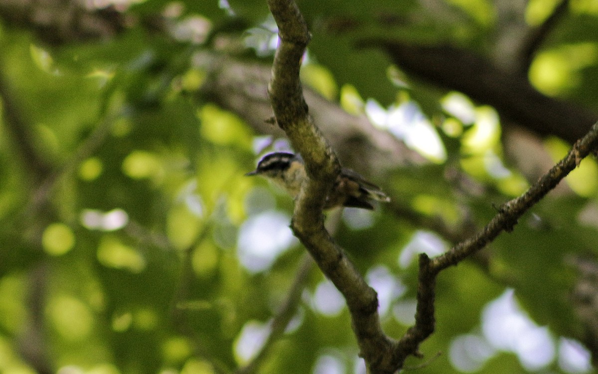 eBird Checklist 28 Jun 2018 Lost Nation SGA 30 species