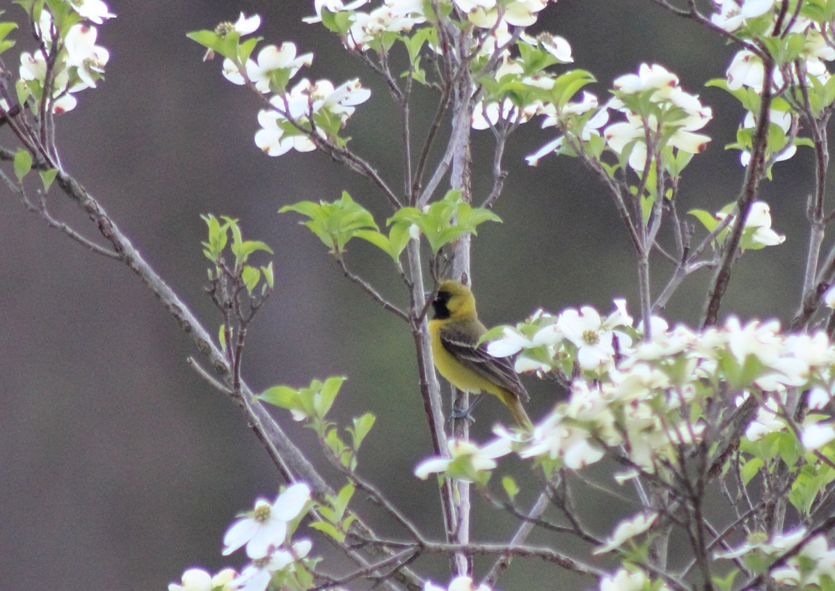 Orchard Oriole - ML105825031