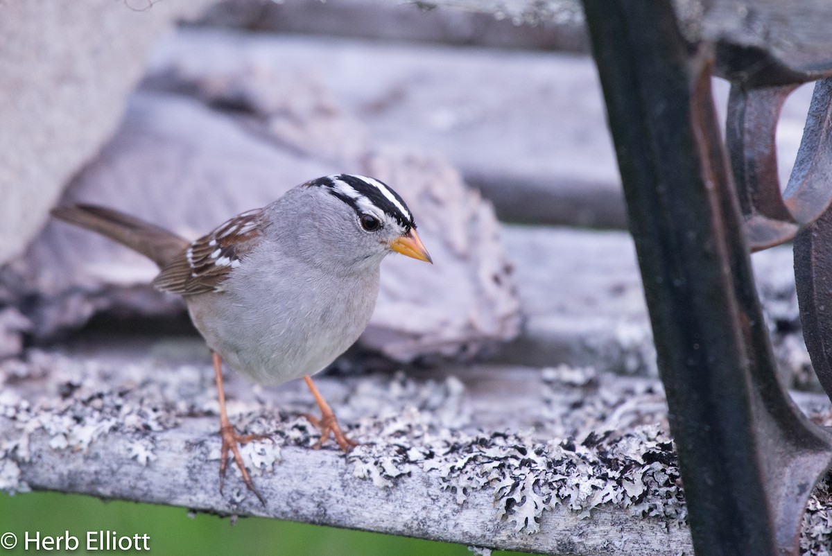 White-crowned Sparrow (Gambel's) - Herb Elliott