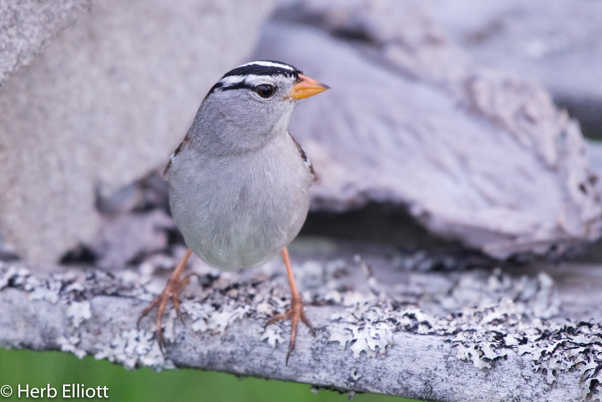 White-crowned Sparrow (Gambel's) - Herb Elliott
