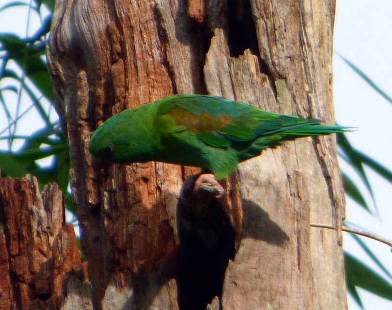 Orange-chinned Parakeet - Bill Fox