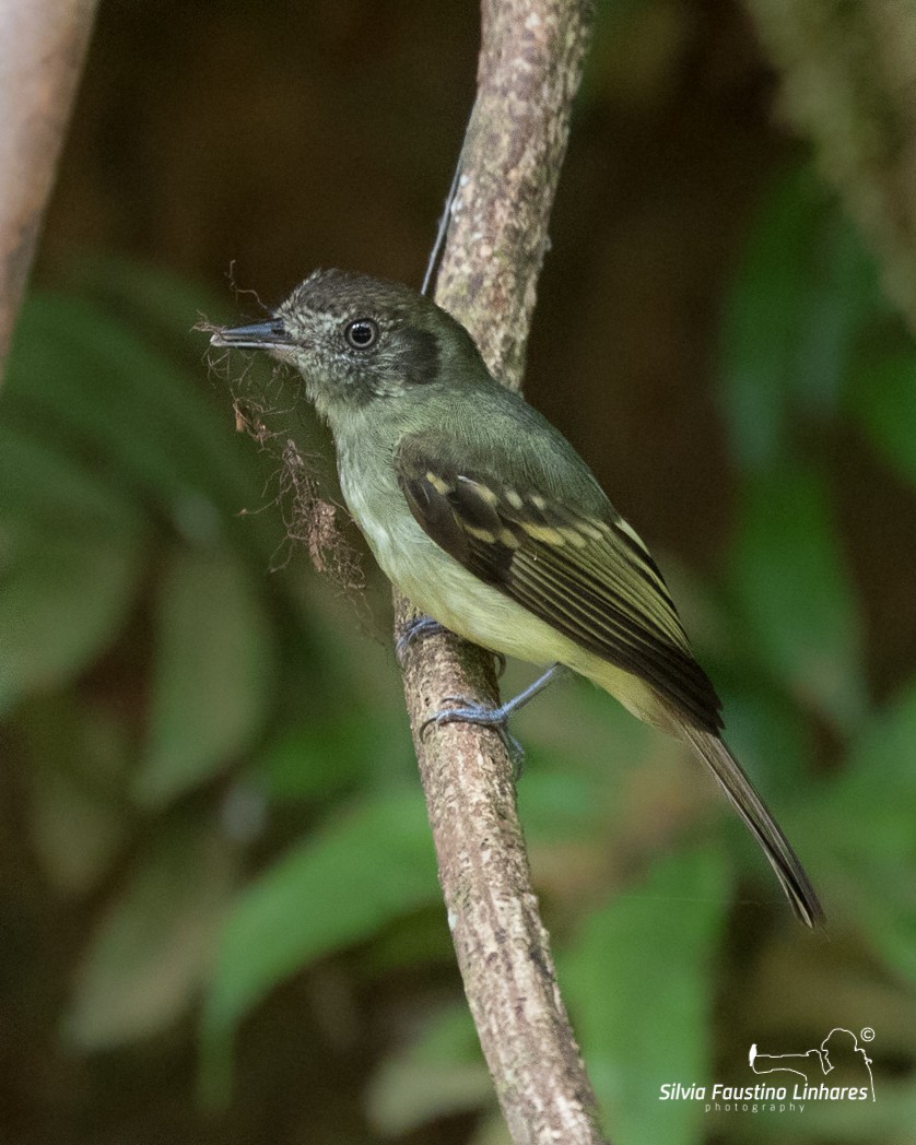 Sepia-capped Flycatcher - ML105842131