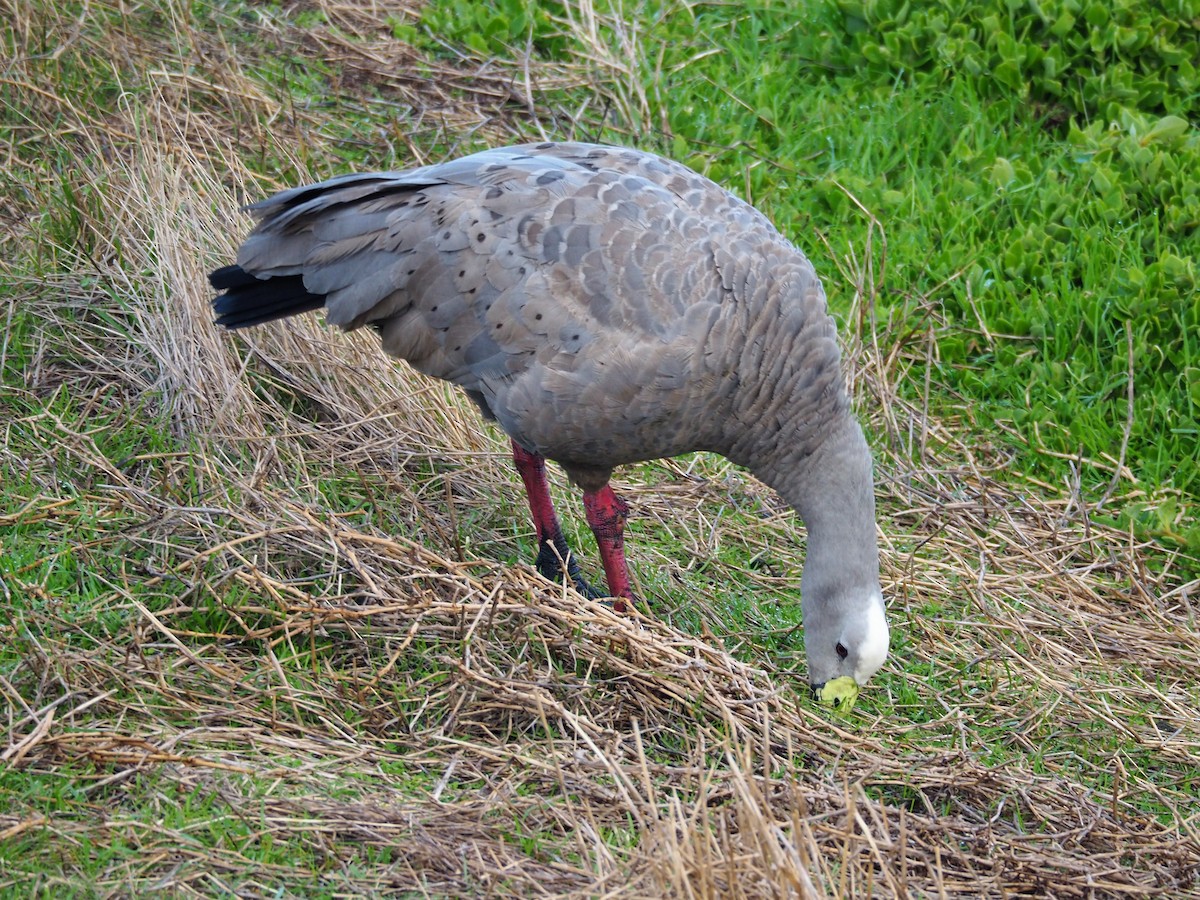 Cape Barren Goose - Deb Oliver