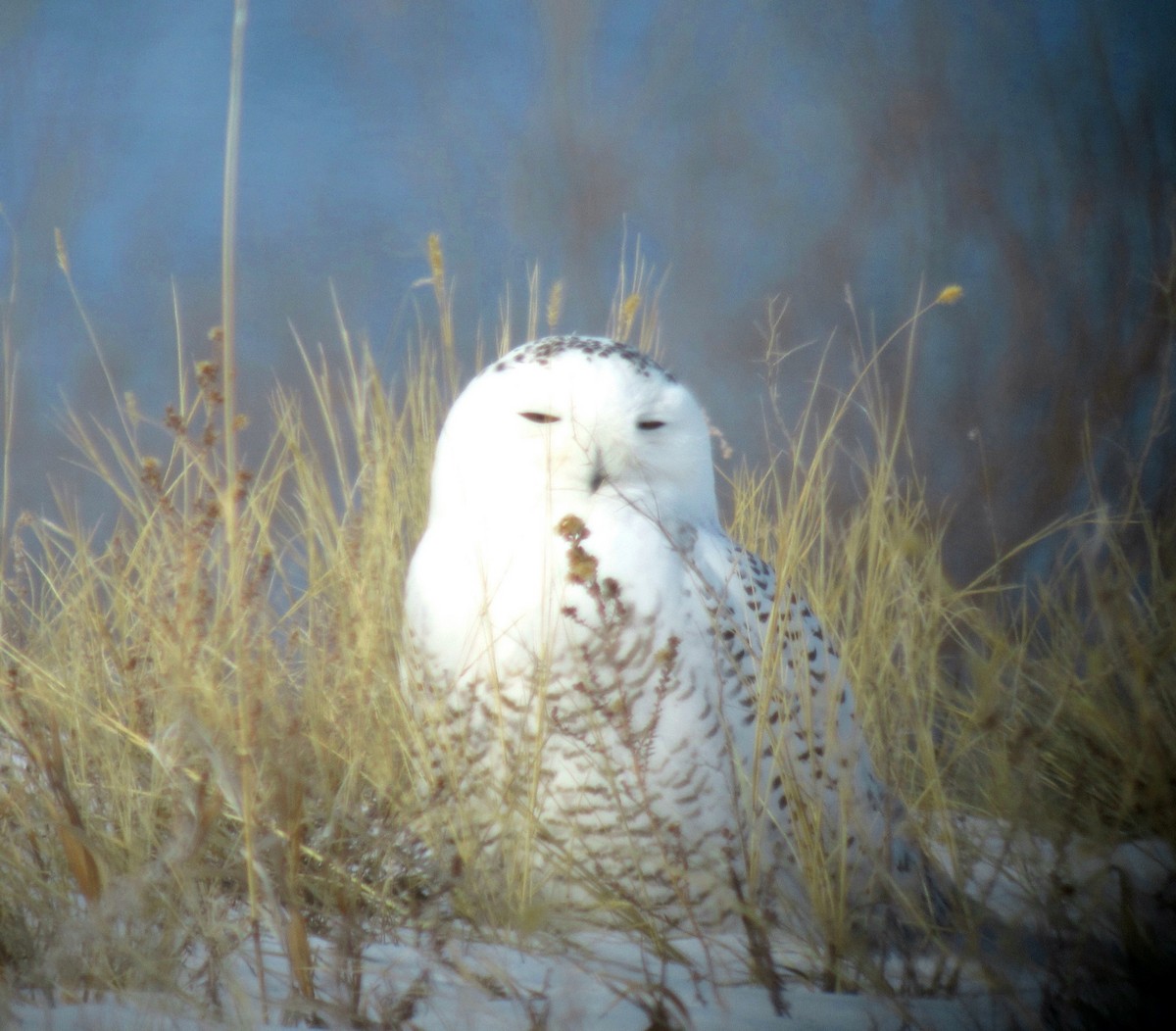 Snowy Owl - ML105844511