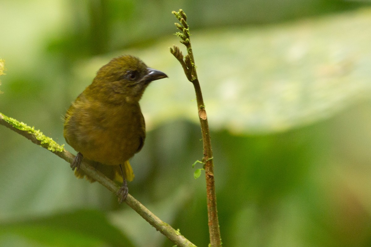 Ochre-breasted Tanager - Angus Pritchard