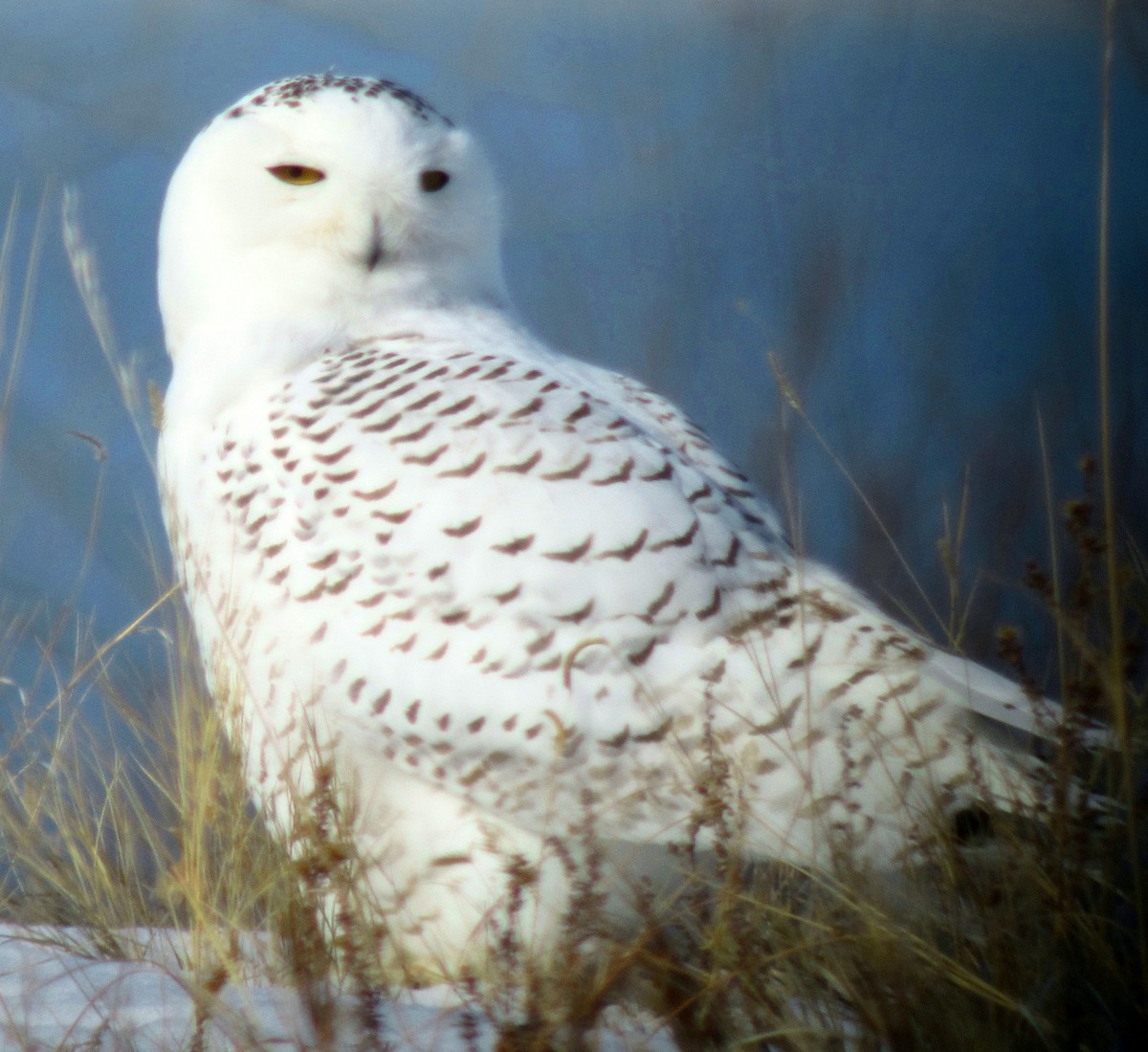 Snowy Owl - ML105844571