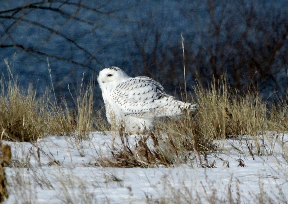 Snowy Owl - ML105844661