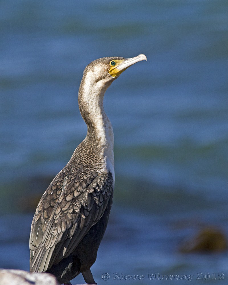 Great Cormorant (White-breasted) - Stephen Murray