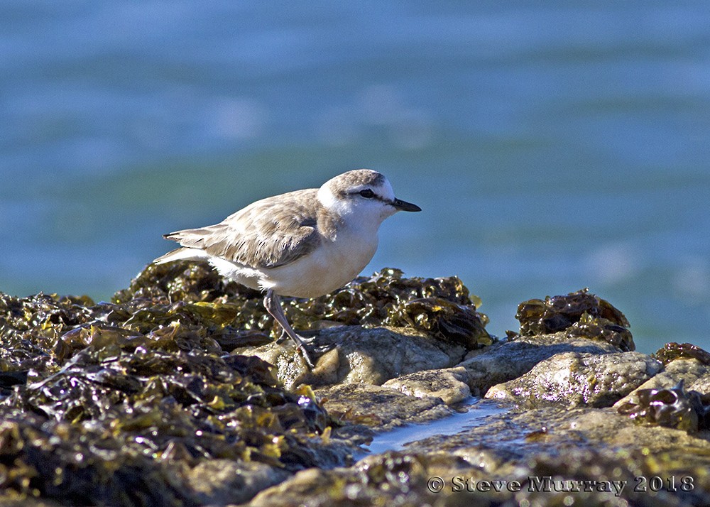White-fronted Plover - Stephen Murray