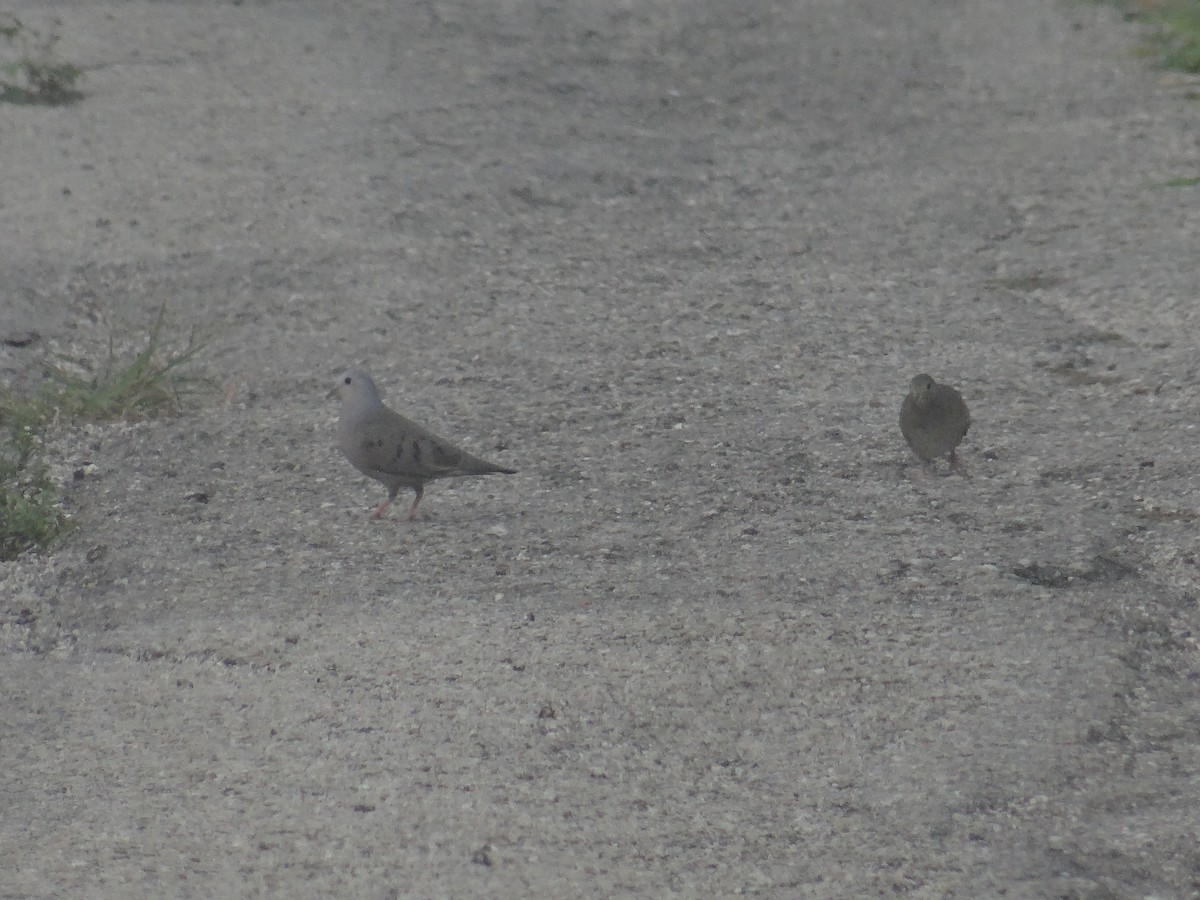 Plain-breasted Ground Dove - ML105847171