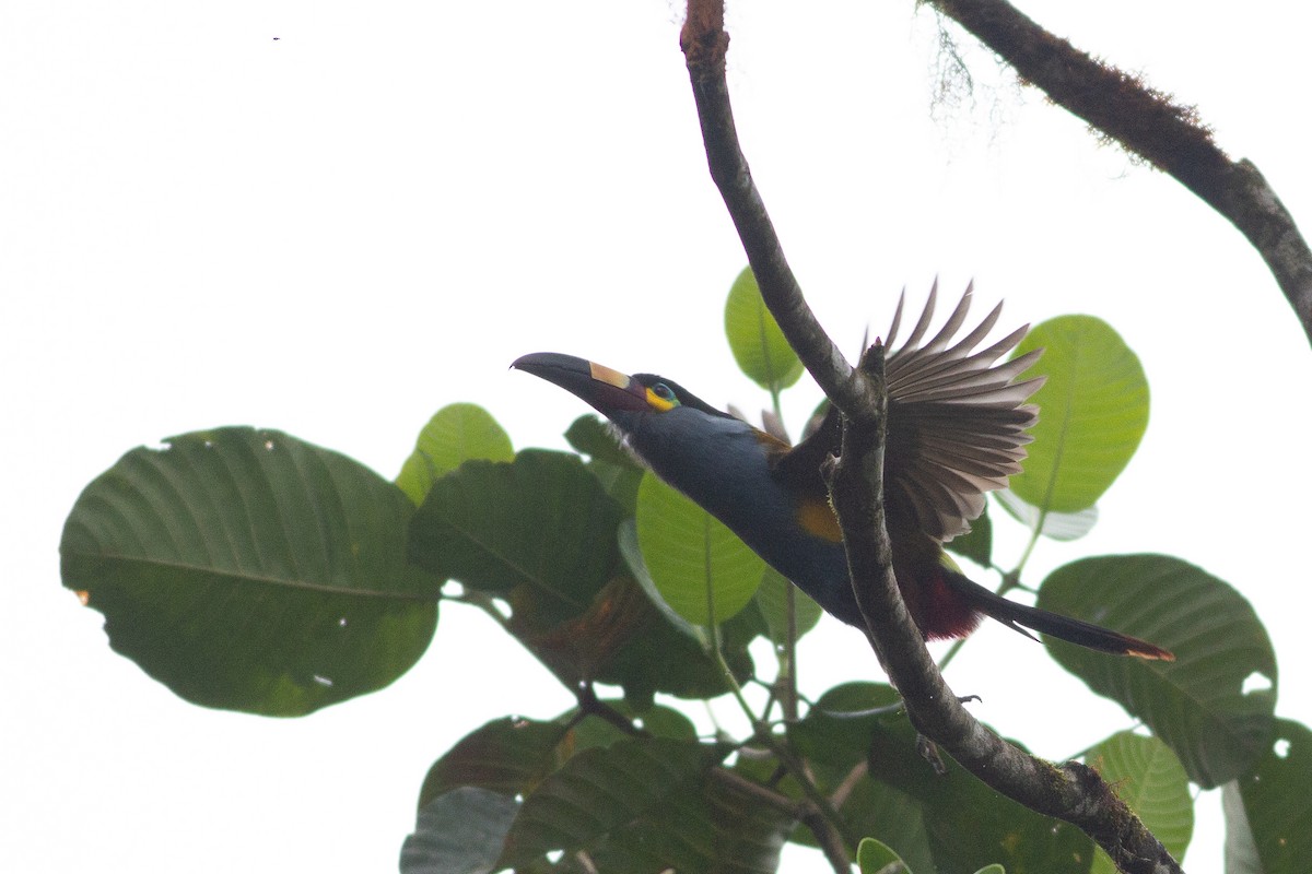 Plate-billed Mountain-Toucan - Angus Pritchard