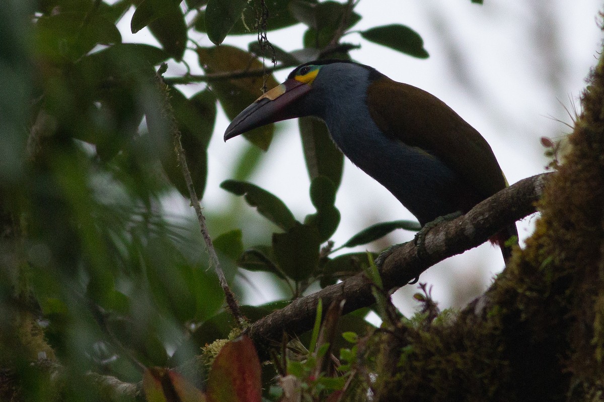 Plate-billed Mountain-Toucan - Angus Pritchard