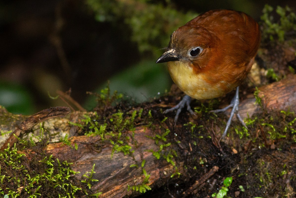 Yellow-breasted Antpitta - Angus Pritchard