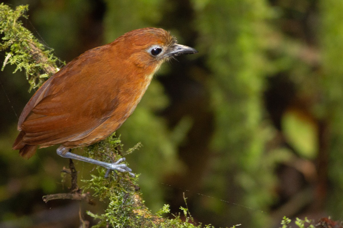 Yellow-breasted Antpitta - Angus Pritchard