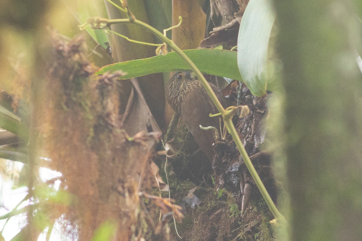 Strong-billed Woodcreeper - ML105848461