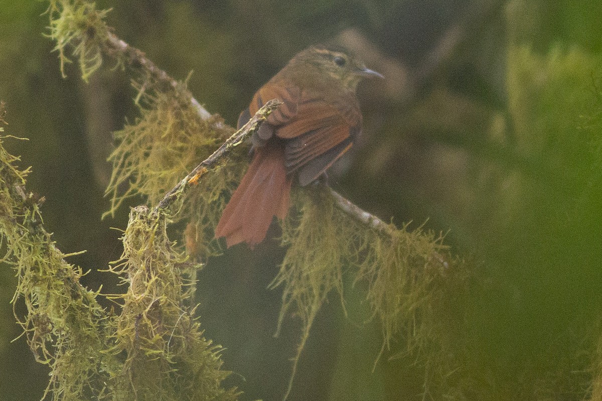 Rusty-winged Barbtail - Angus Pritchard