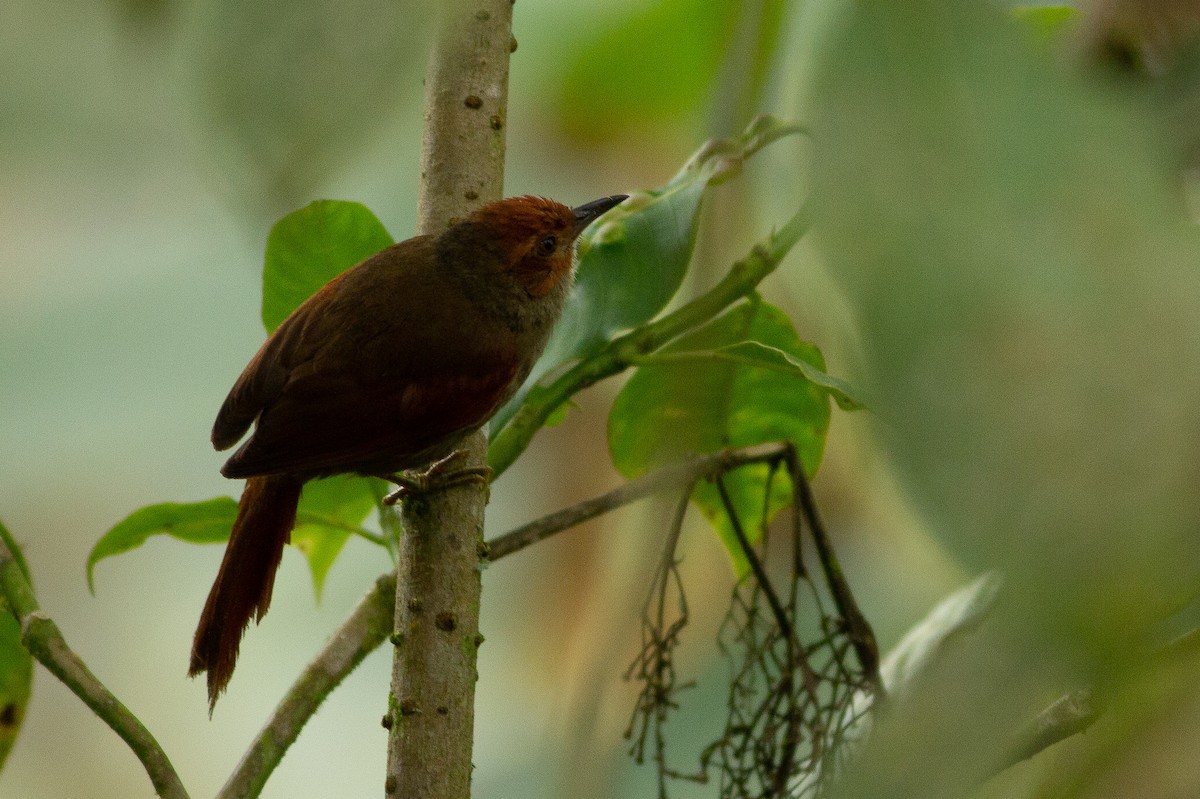 Red-faced Spinetail - ML105848641