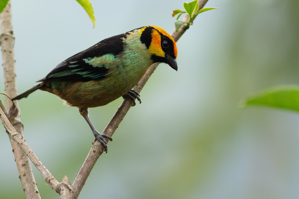 Flame-faced Tanager - ML105849131