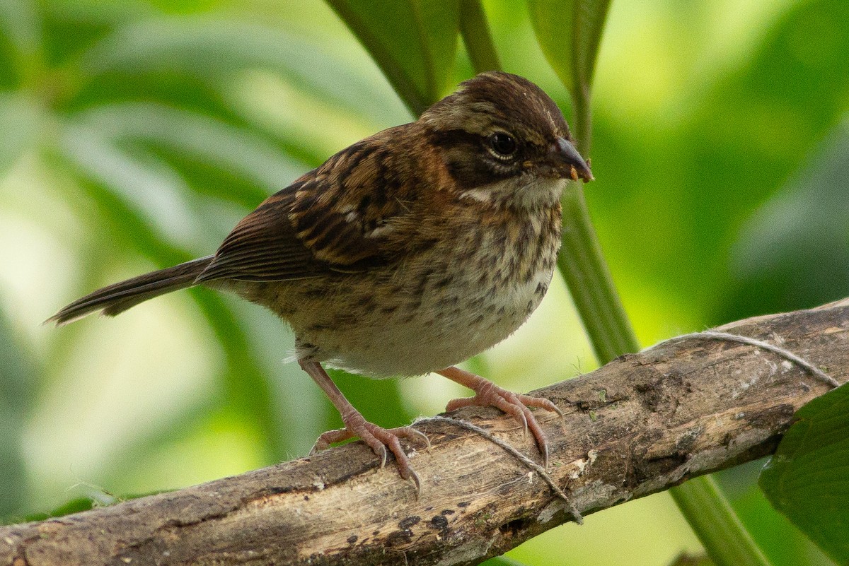 Rufous-collared Sparrow - ML105849201