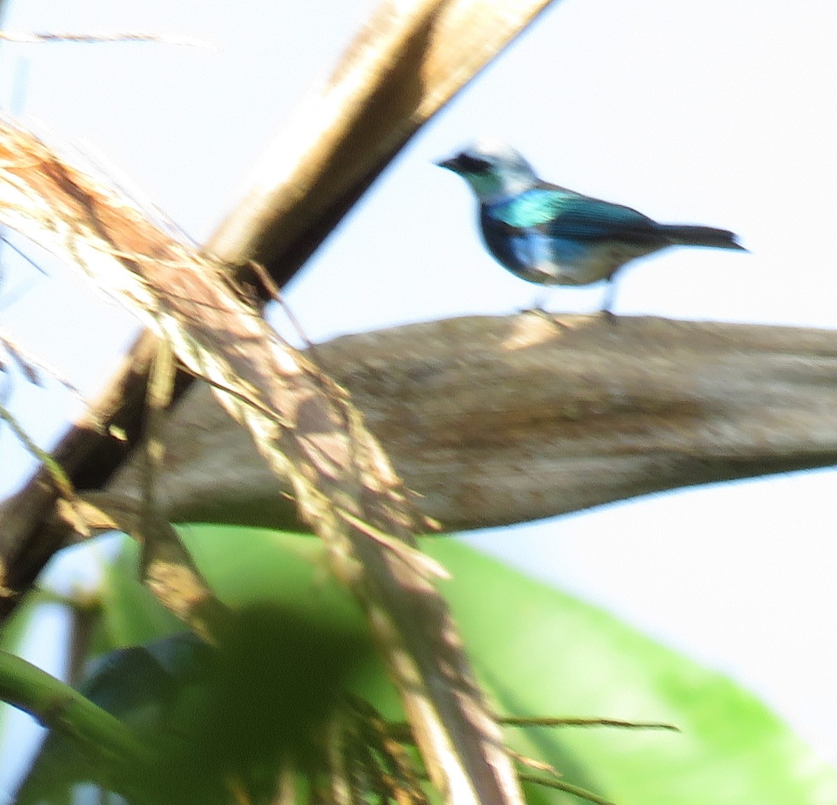 Masked Tanager - ML105849301