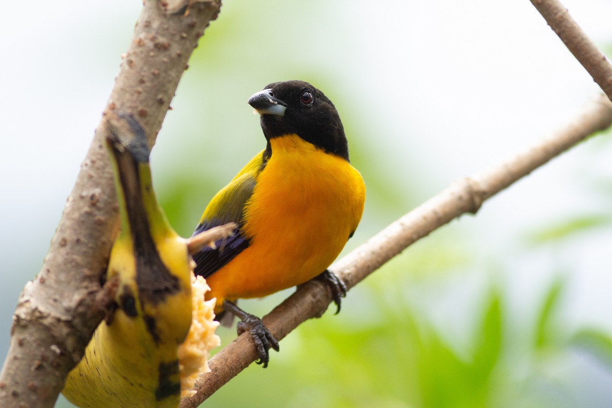 Black-chinned Mountain Tanager - Angus Pritchard