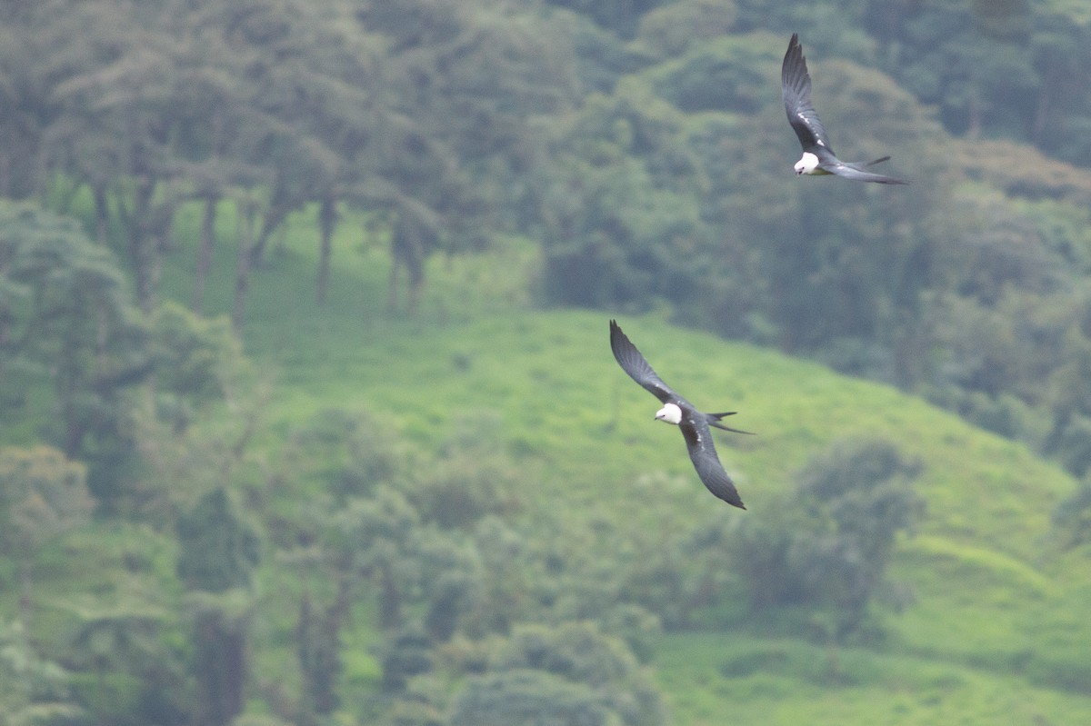Swallow-tailed Kite - Angus Pritchard