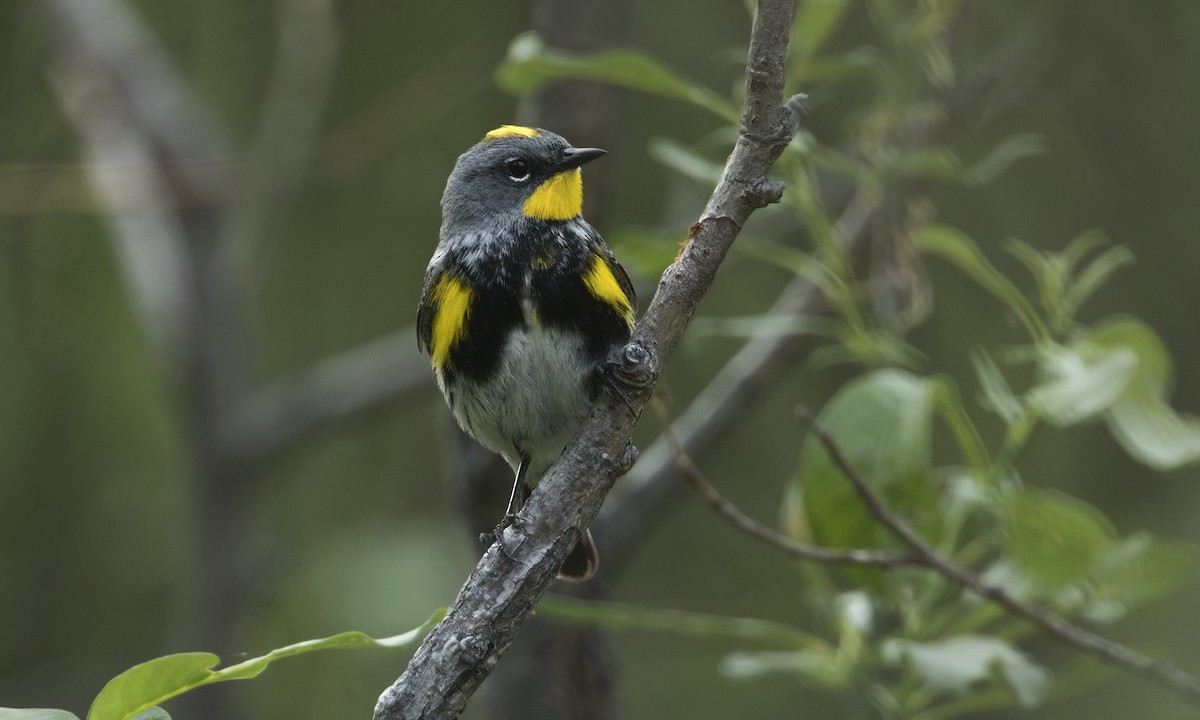 Yellow-rumped Warbler (Audubon's) - ML105850941
