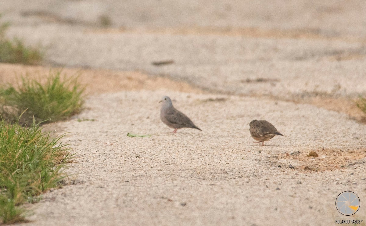 Plain-breasted Ground Dove - ML105851871