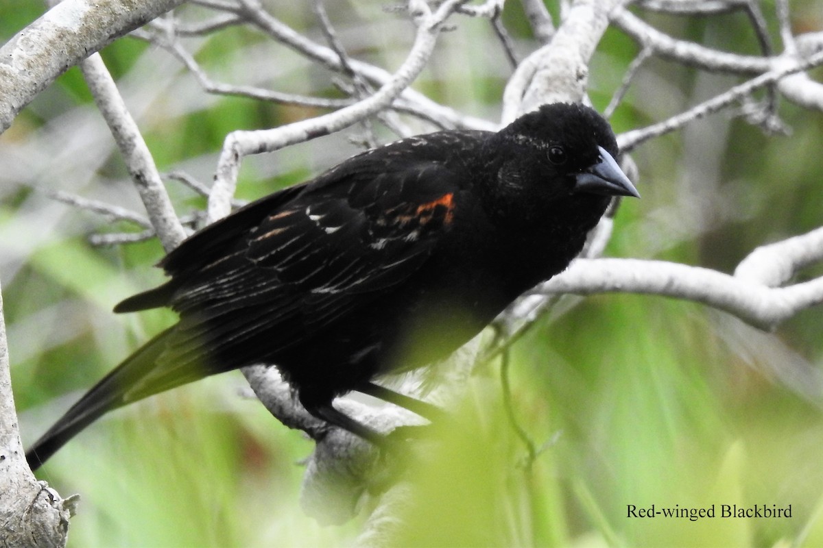 Red-winged Blackbird - Alan Green
