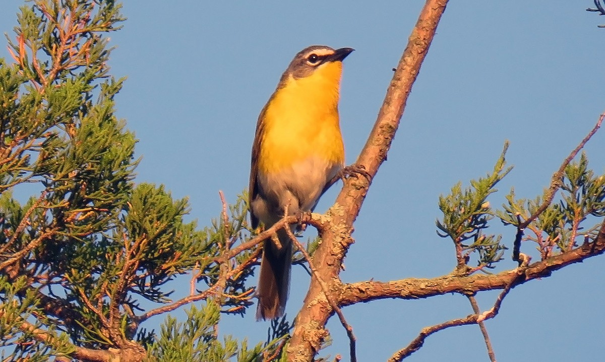 Yellow-breasted Chat - Toby Hardwick