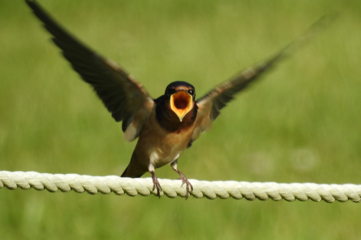 Barn Swallow - Alan Green