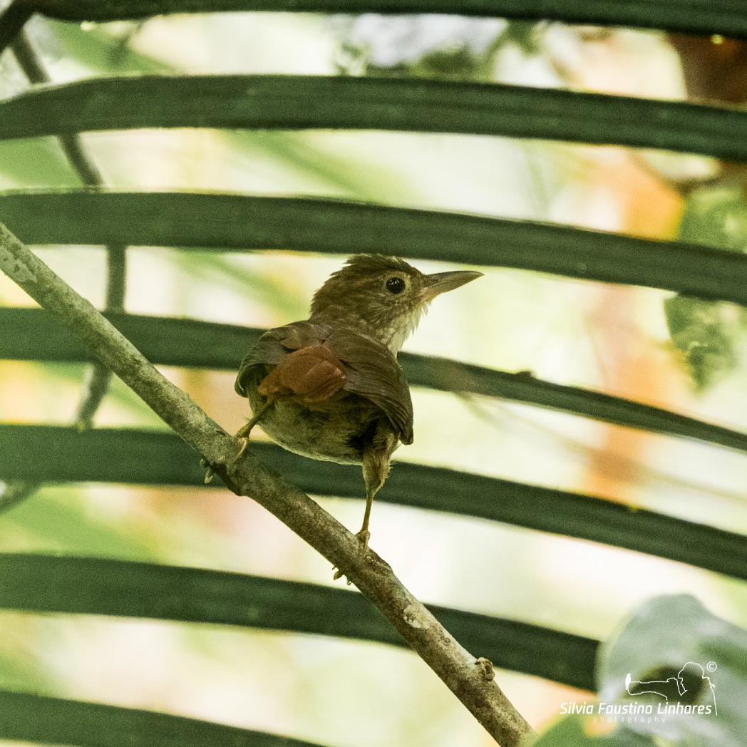 Olive-backed Foliage-gleaner (Olive-capped) - Silvia Faustino Linhares