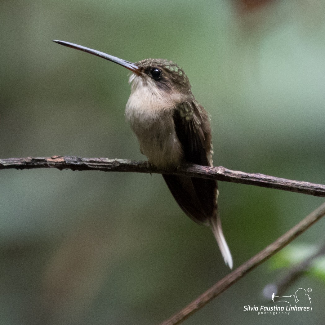 Straight-billed Hermit - Silvia Faustino Linhares