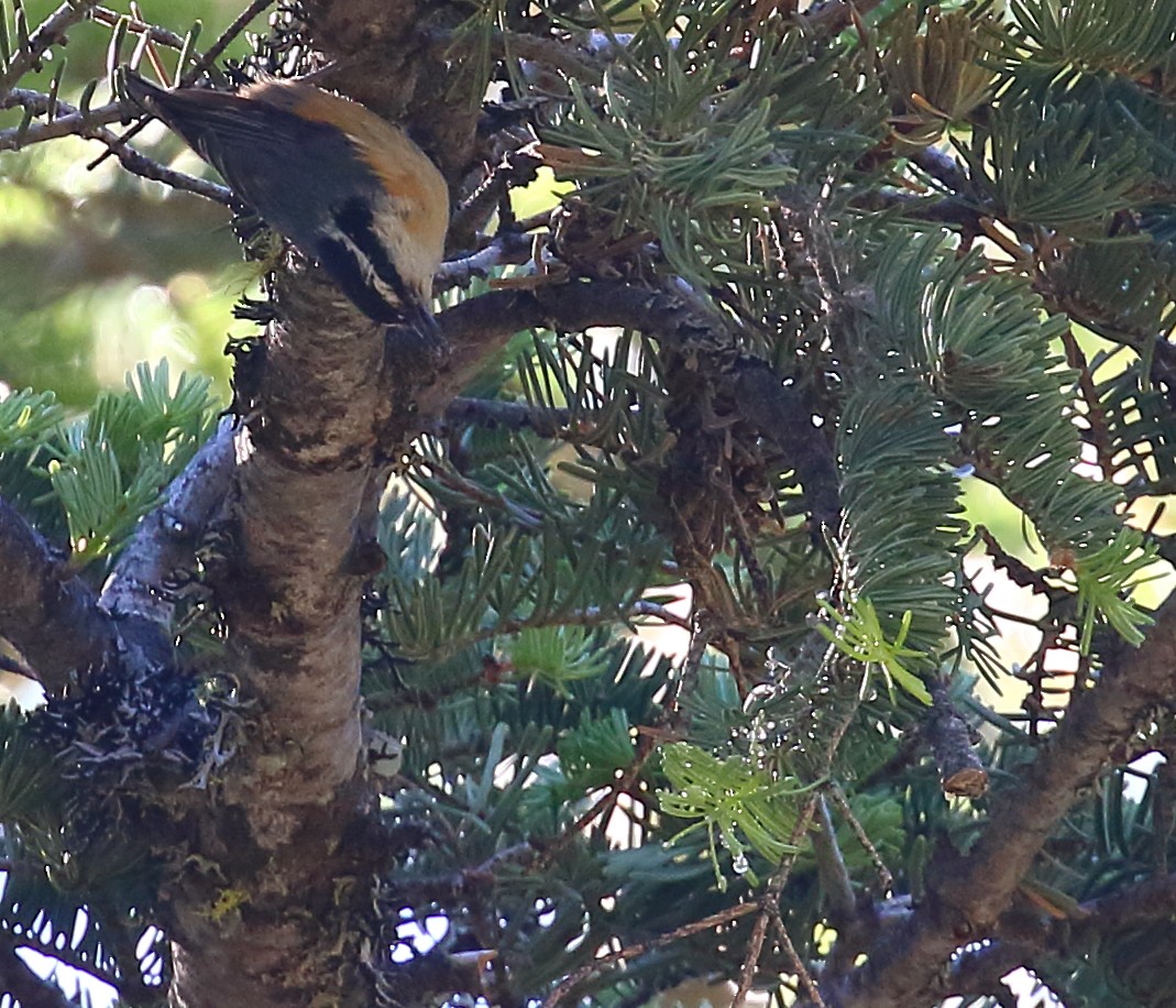 Red-breasted Nuthatch - ML105860951