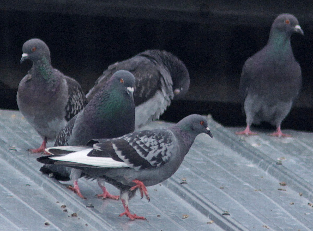 Rock Pigeon (Feral Pigeon) - ML105861051