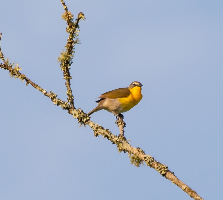 Yellow-breasted Chat - Damon Haan