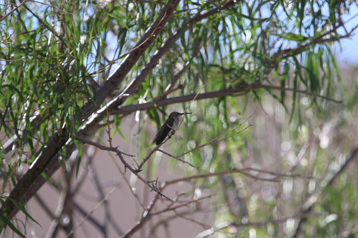 Costa's Hummingbird - ML105862501