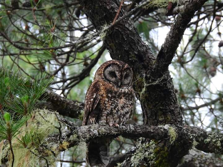 Himalayan Owl - 林 禮榮