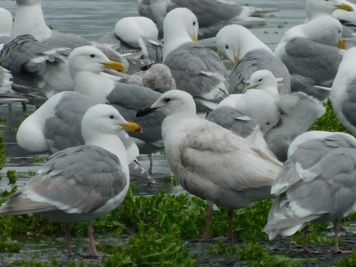 Glaucous-winged Gull - Keith Bruce