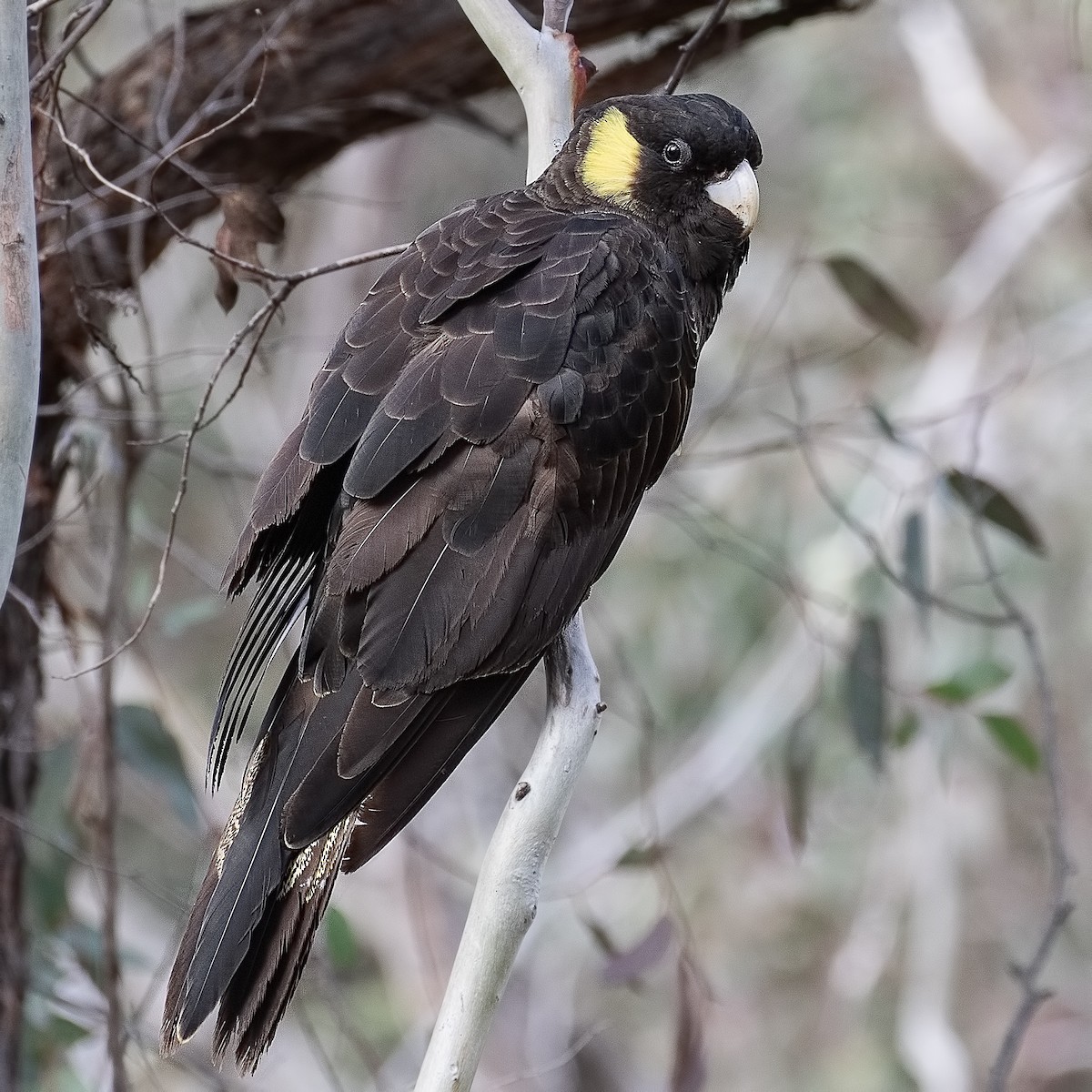 Yellow-tailed Black-Cockatoo - Cedric Bear