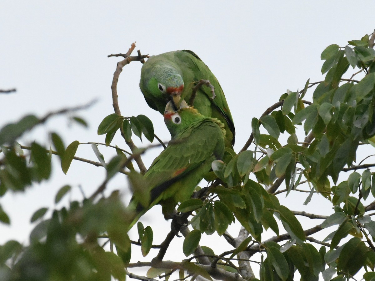 Red-lored Parrot - ML105867421