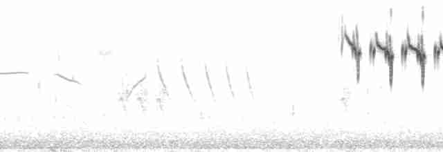 Tschuktschenstelze (tschutschensis/plexa) - ML105868