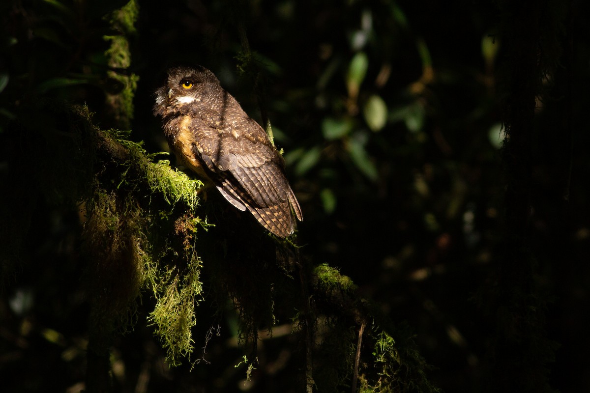 White-throated Screech-Owl - Angus Pritchard