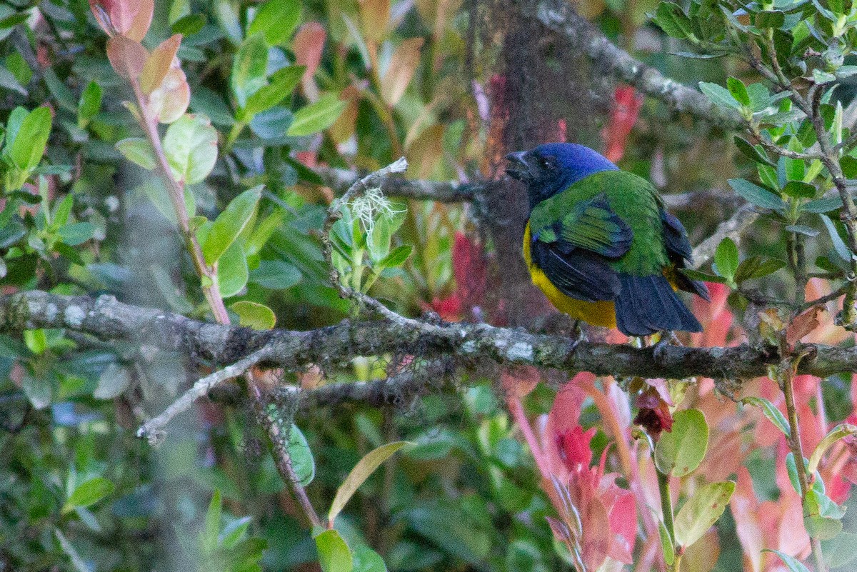 Black-chested Mountain Tanager - Angus Pritchard