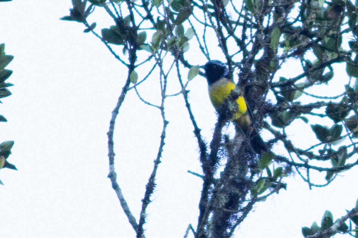 Buff-breasted Mountain Tanager - Angus Pritchard