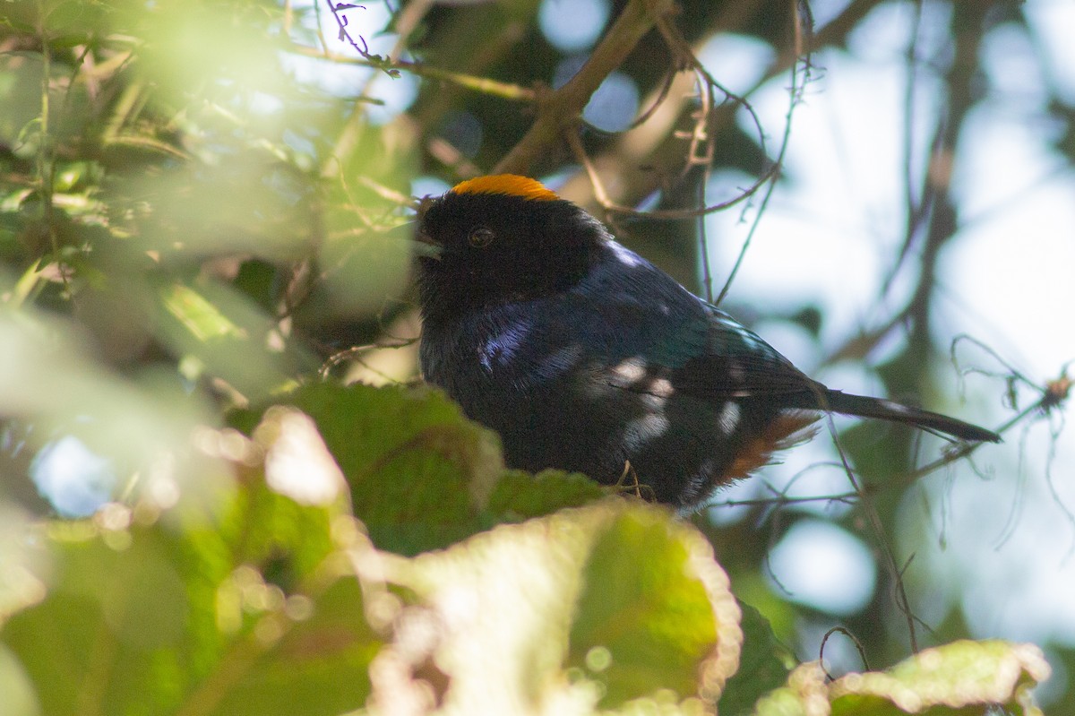 Golden-crowned Tanager - Angus Pritchard