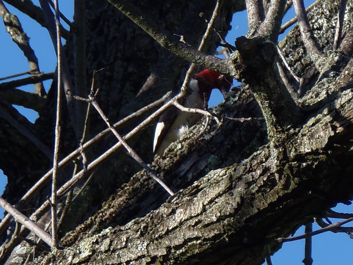 Red-headed Woodpecker - ML105870571