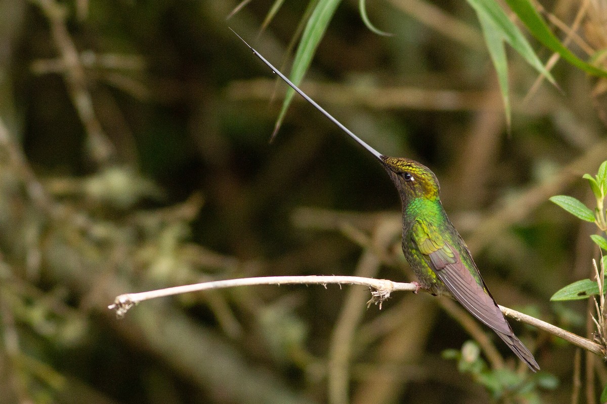 Sword-billed Hummingbird - Angus Pritchard