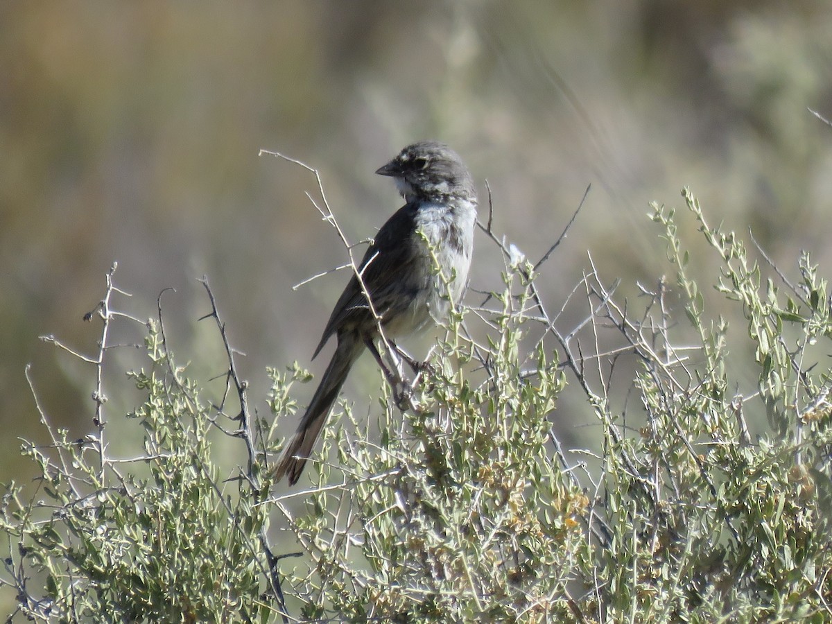 Bell's Sparrow - Kent Fiala