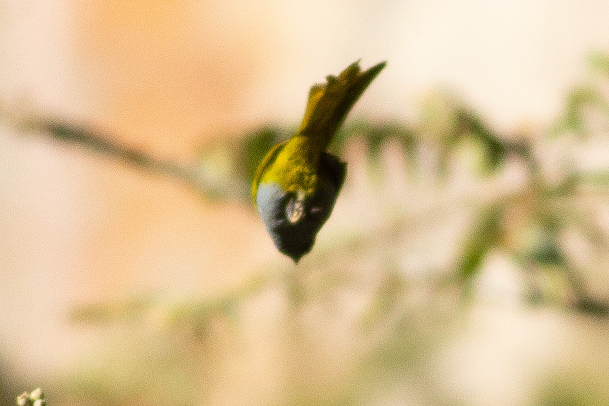 Blue-capped Tanager - ML105872381